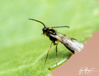 Braconid wasp  - unidentified sp. (Subfamily Aphidiinae)