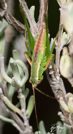 Mexican bush katydid - Scudderia mexicana