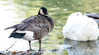 Cackling Goose - Branta hutchinsii
