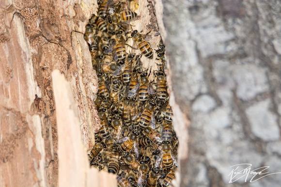 Western honey bee - Apis mellifera