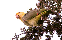 Yellow-headed Parrot - Amazona oratrix