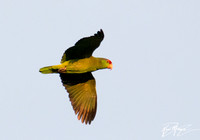 Red-crowned Parrot - Amazona viridigenalis