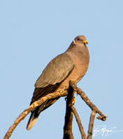 Band-tailed Pigeon- Columba fasciata