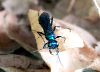 Steel-blue cricket hunter -Chlorion aerarium
