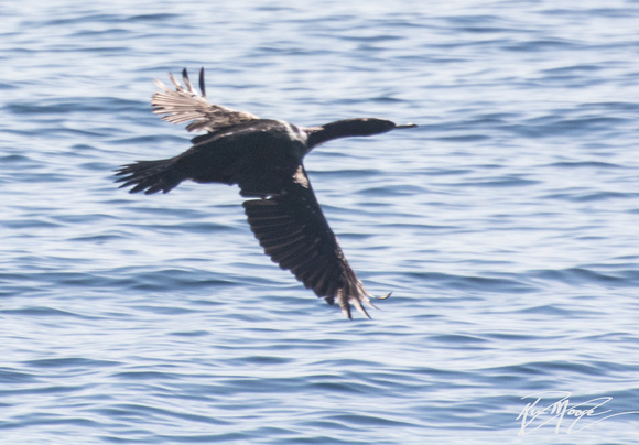 Pelagic Cormorant - Urile pelagicus