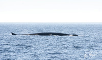 Fin Whale - Balaenoptera physalus