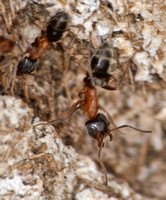 velvety tree ant - Liometopum occidentale