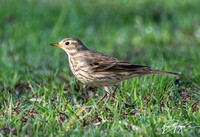 American Pipit - Anthus rubescens