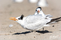 Royal Tern - Thalasseus maximus