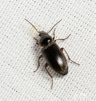 Carabid beetle - Stenolophus fuliginosus