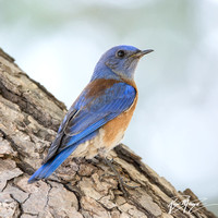 Western Bluebird - Sialia mexicana