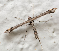 age Plume Moth - Anstenoptilia marmarodactyla