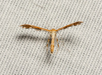 Gumweed plume moth - Dejongia californicus