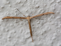 Morning-glory Plume Moth - Emmelina monodactyla