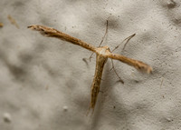 Mousy Plume Moth - Lioptilodes albistriolatus
