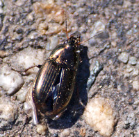 Ground Beetle - Amara sp.