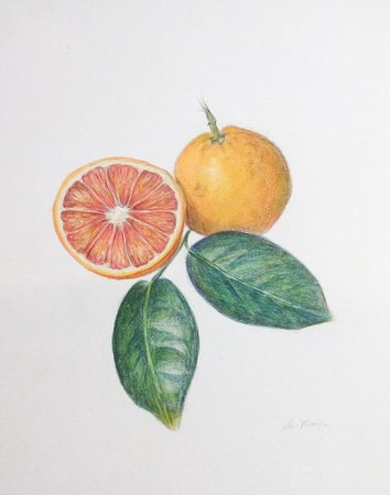 Blood Orange (colored pencil painting)
