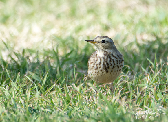 American Pipit - Anthus rubescens