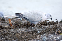 Eurasian Collared-Dove - Streptopelia decaocto