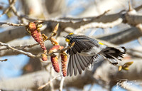 Yellow-rumped Warbler - Setophaga coronata