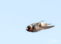 Cliff Swallow - Hirundo pyrrhonota