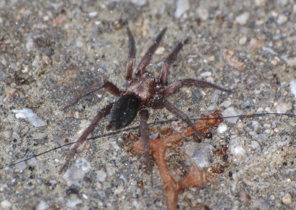 Ground spider 2 - Unidentifed sp.