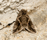 Soybean Looper Moth - Chrysodeixis includens