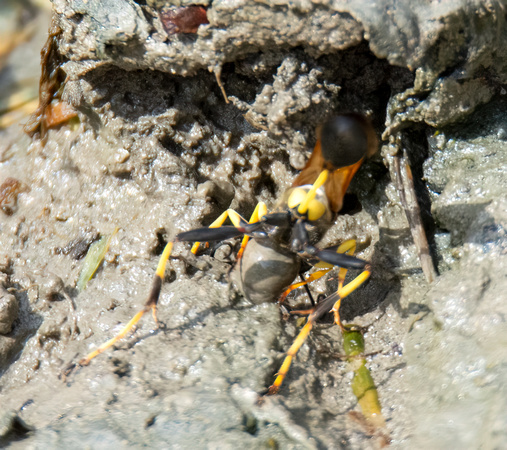 Black and yellow mud dauber - Sceliphron caementarium