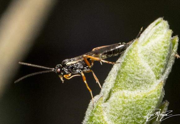 Ichneumon wasp  - Unidentified sp.
