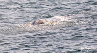 Gray whale - Eschrichtius robustus