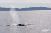 Whale watching March 2018