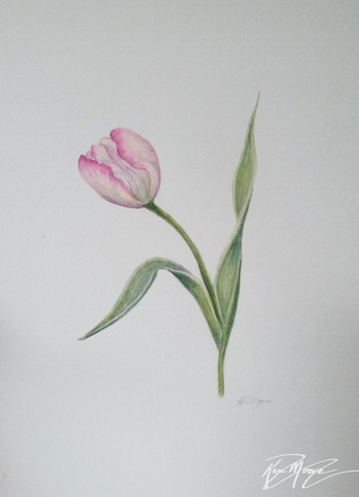 Tulip, Colored pencil drawing