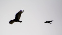 American Crow - Corvus brachyhynchus, Turkey Vulture - Cathartes aura