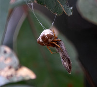 Bolas spider - Mastophora cornigera