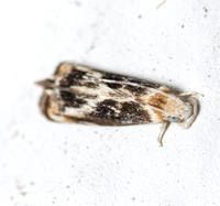 Hawaiian Dancing Moth - Dryadaula terpsichorella