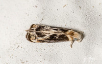 Hawaiian Dancing Moth - Dryadaula terpsichorella