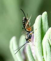 Ichneumon wasp  - Unidentified sp. Subfamily Campopleginae