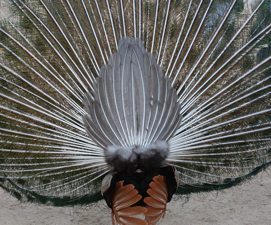 Indian Peafowl - Pavo cristatus
