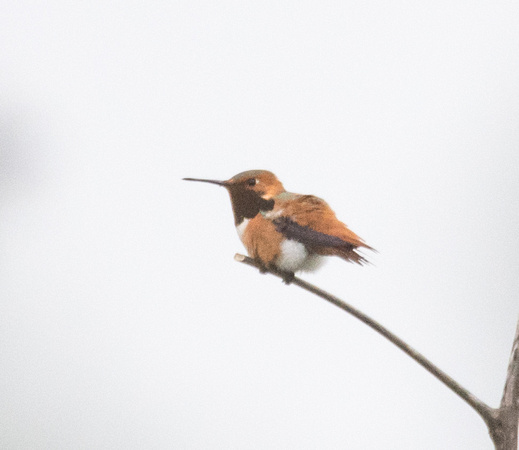 Rufous Hummingbird - Selasphorus rufus
