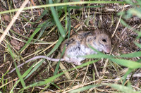 Deer Mouse - Peromyscus sp.