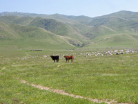 Sheep Trail Spring