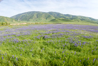 Fields of Lupine near Arvin Ganite Mine