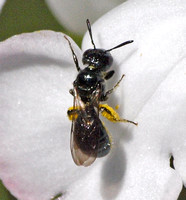 Small carpenter bee - Ceratina sp. (Subgenus Zadontomerus)