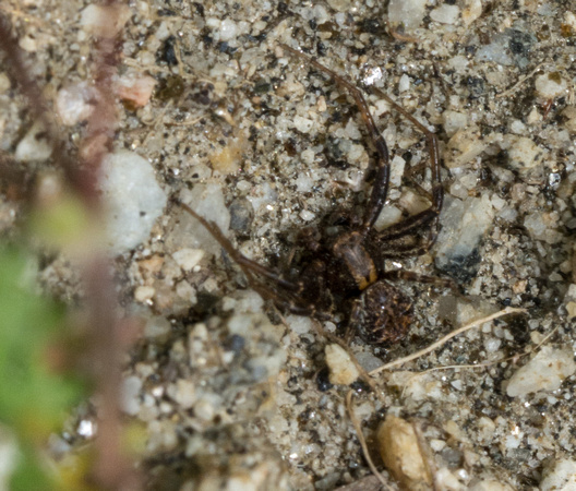 Ground crab spider - Xysticus sp.