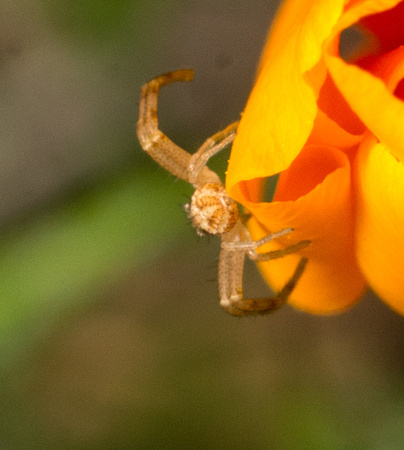 Crab spider - Mecaphesa sp.