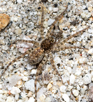 Beach wolf spider - Arctosa littoralis