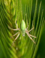 Lynx spider - Peucetia sp.