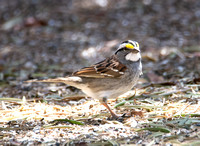 White-throated Sparrow - Zonotrichia albicollis