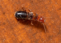 Western drywood termites - Incisitermes minor