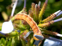 Tobacco Budworm Moth - Chloridea virescens